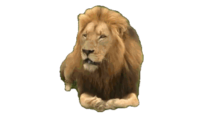 Gif animé lion rugit
